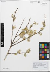 Foto von Salix atrocinerea Brot.